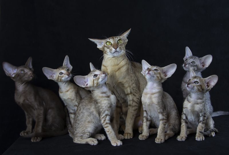 кот, котята, ориентальные Ориентальчикиphoto preview