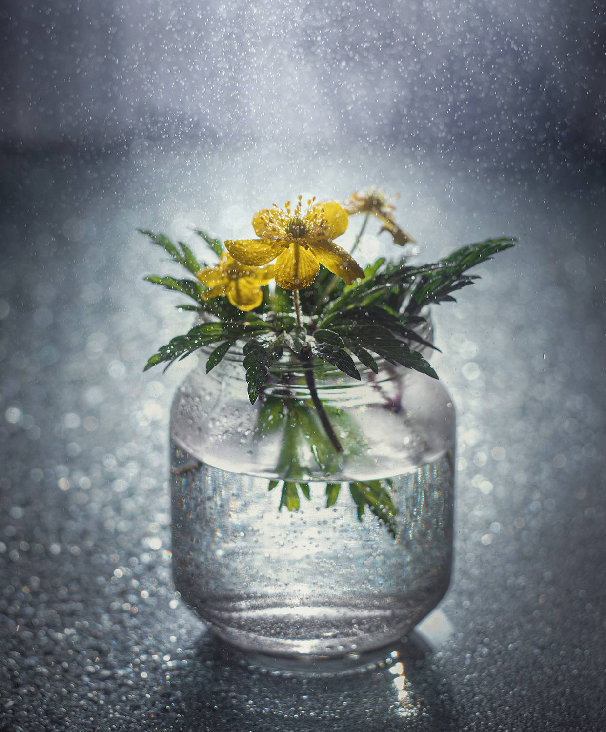 Ветреница. Автор: Сальников Евгений ветреница баночка свет солнца оконный свет гелиос гелиос-44, Сальников Евгений