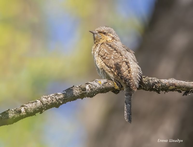 bird of prey, animal, birds, bird, animal wildlife, nature, animals in the wild, eurasian wryneck, вертишейка, птицы, птица Eurasian wryneckphoto preview