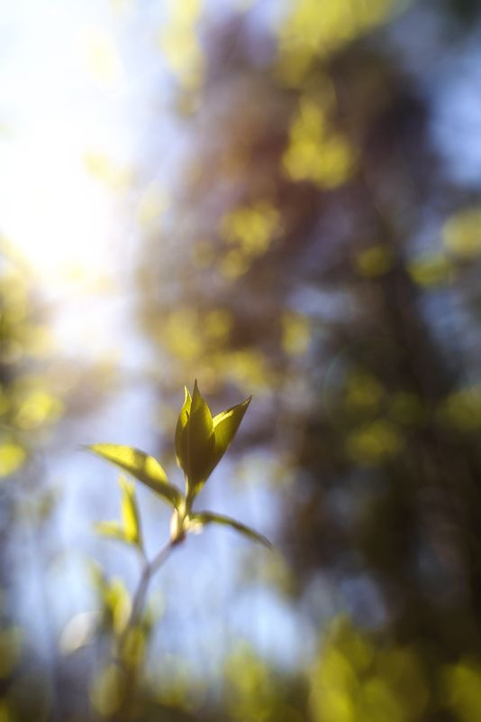 ✿⊱╮ photo preview