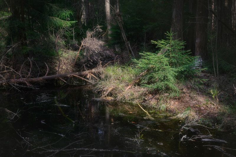 лес, весна, деревья, пейзаж Игра света в весеннем лесуphoto preview