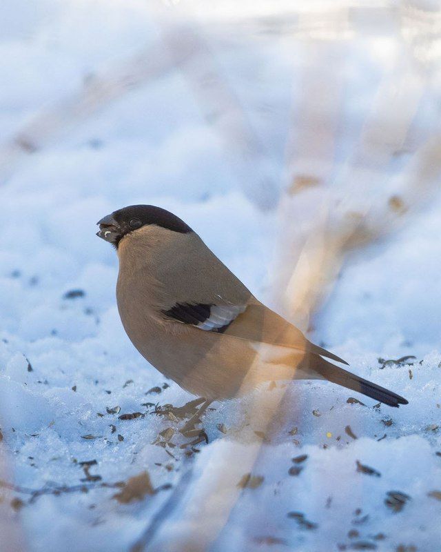 Birds and ...photo preview