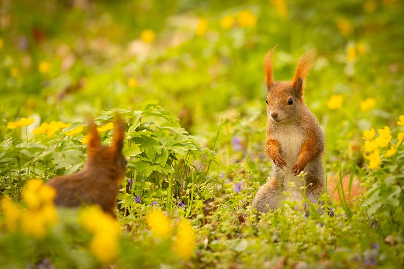 Squirrelsphoto preview