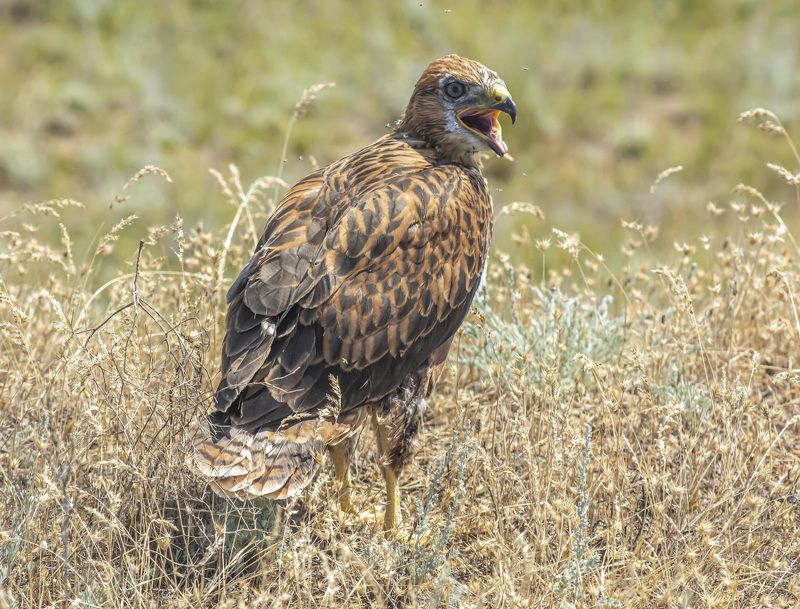 калмыкия. птицы. орел курганник. Слеток курганника фото превью