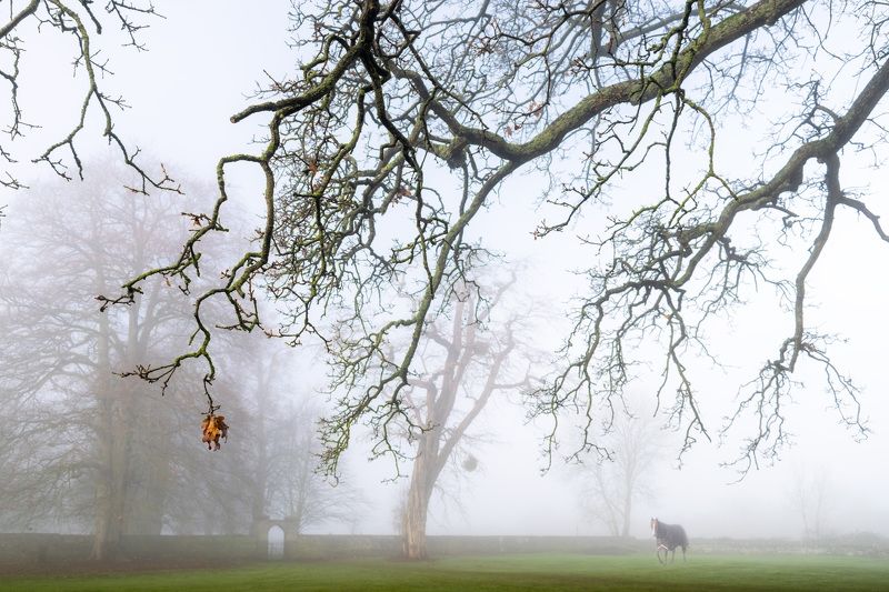 Утро туманноеphoto preview