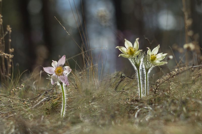 прострел раскрытый, сон-трава, весна Такие разные сныphoto preview
