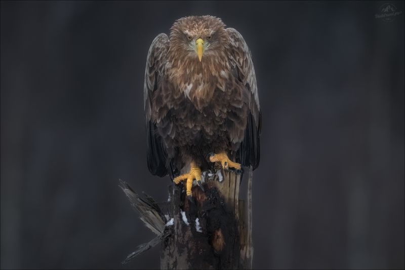 красный бор, фототур в красный бор, беларусь, орлан-белохвост, орлан, сероватень, haliaeetus albicilla, белохвостый орлан, white-tailed eagle, фотоохота Прокурорphoto preview