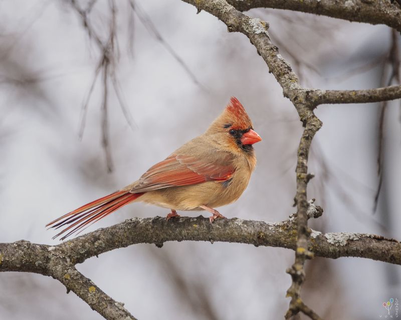 Female cardinalphoto preview