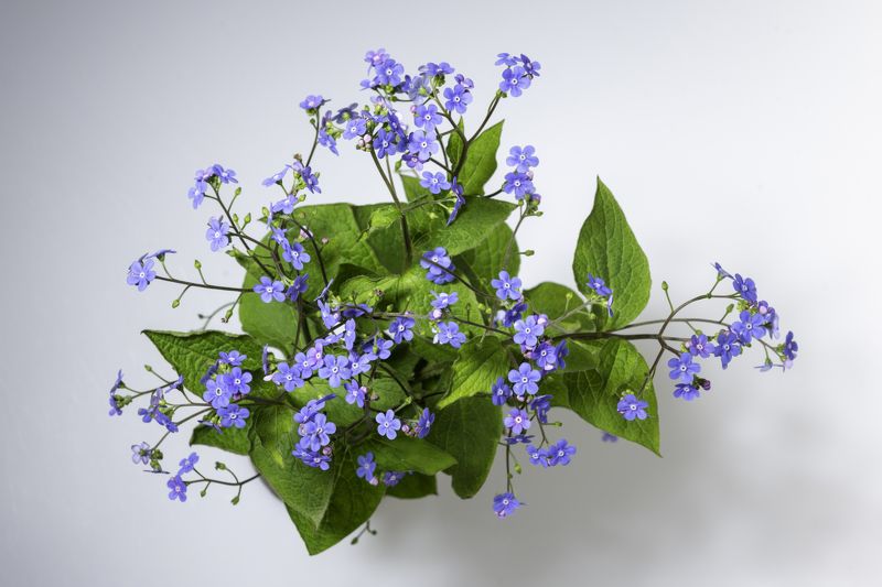 Незабравкиphoto preview