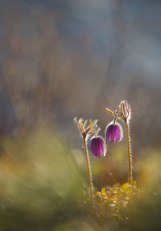 нерюнгри, сон-трава, якутия, растениялевиной, женялевина, евгениялевина, растенияякутии, весна Парочка фото превью