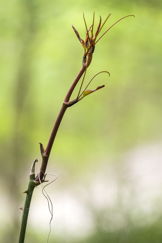 И даже пень в апрельский день...photo preview