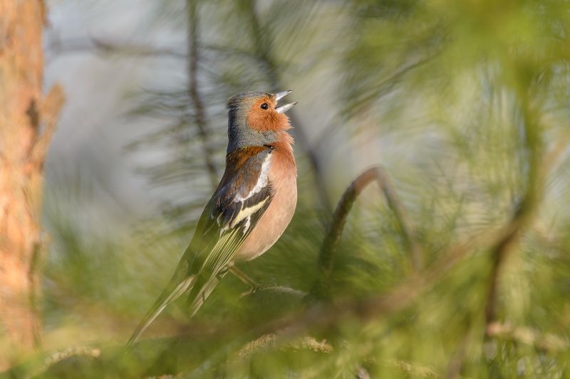 Радуясь солнцуphoto preview