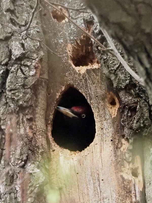 дух дереваphoto preview