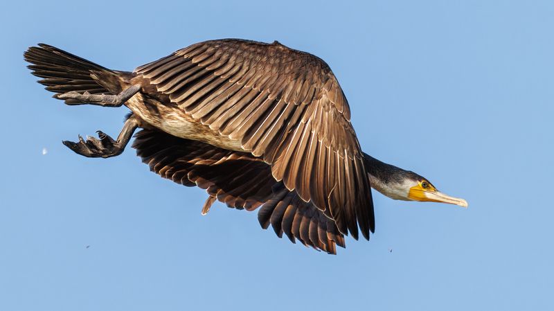 Great Cormorantphoto preview
