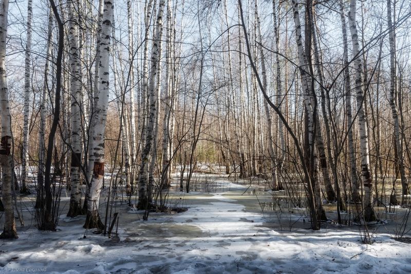 природа, лес, отражение, весна, пейзаж, отражение, лед, березовая роща Весеннее половодьеphoto preview