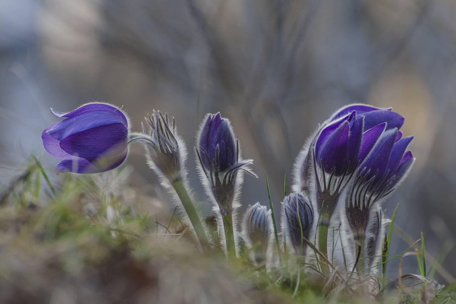 Сонное царство весны. Автор: Михаил Агеев сон - трава, Михаил Агеев