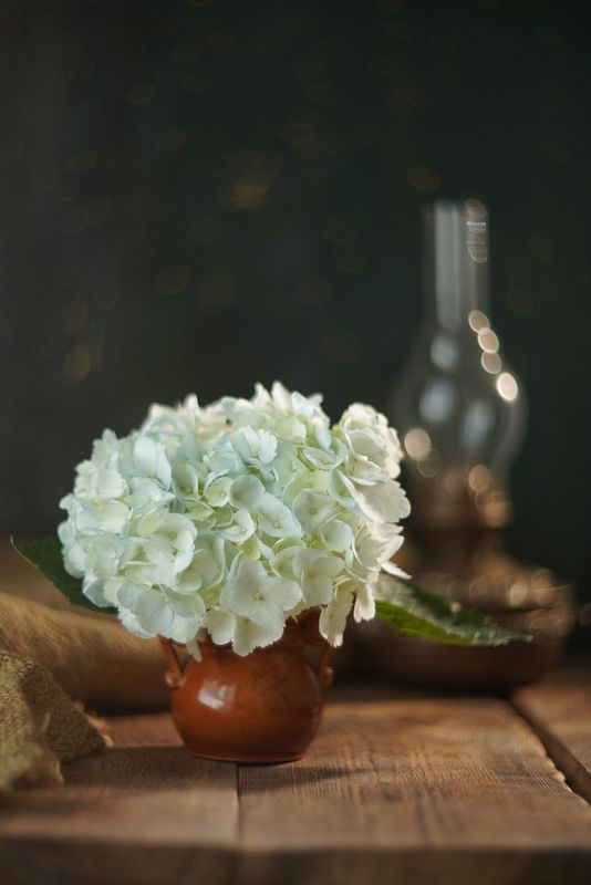 Натюрморт гортензия цветы Про гортензиюphoto preview