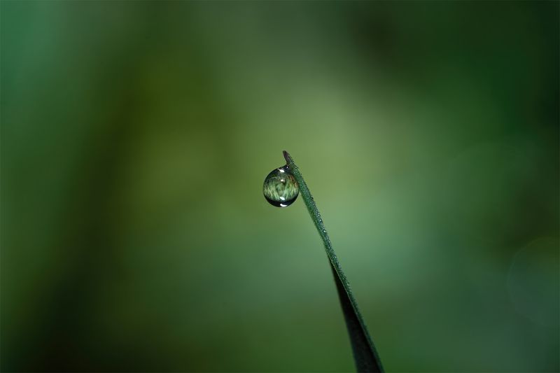 трава,капля,зеленый,роса,макро Капля в зеленом море травыphoto preview