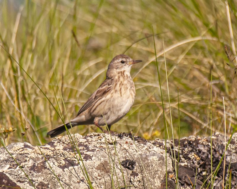 северное приэльбрусье. птицы, горный конек Горный конекphoto preview