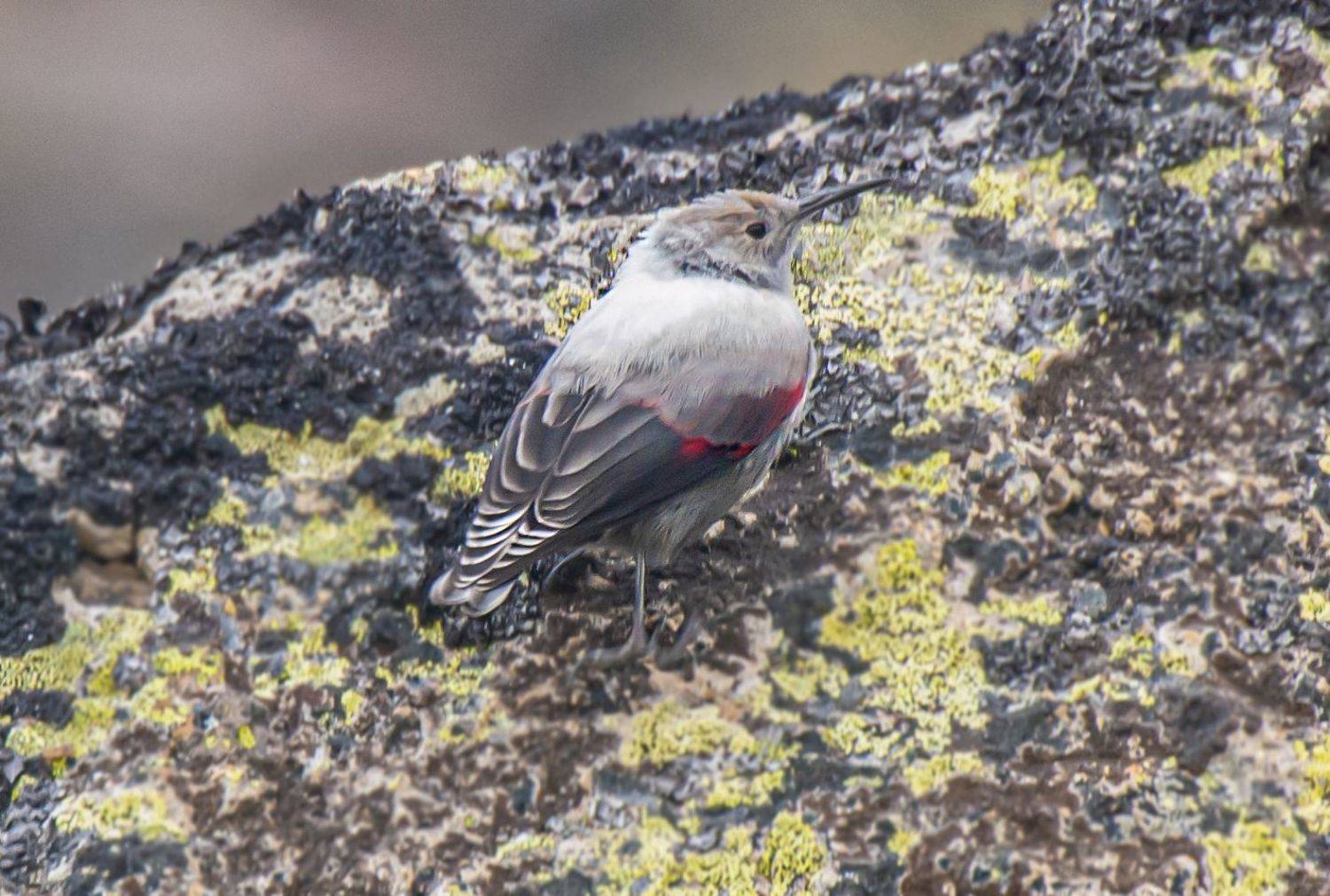 северное приэльбрусье. птицы, краснокрылый стенолаз, Савчук Сергей