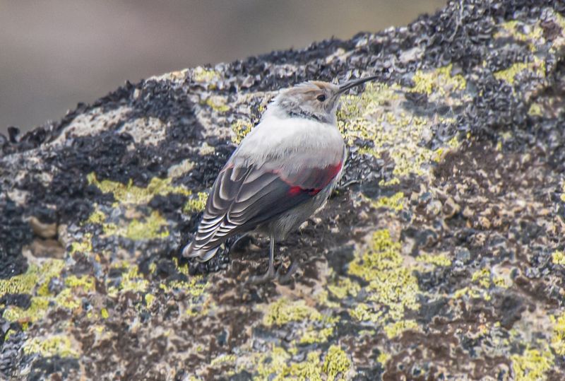 северное приэльбрусье. птицы, краснокрылый стенолаз Краснокрылый стенолазphoto preview