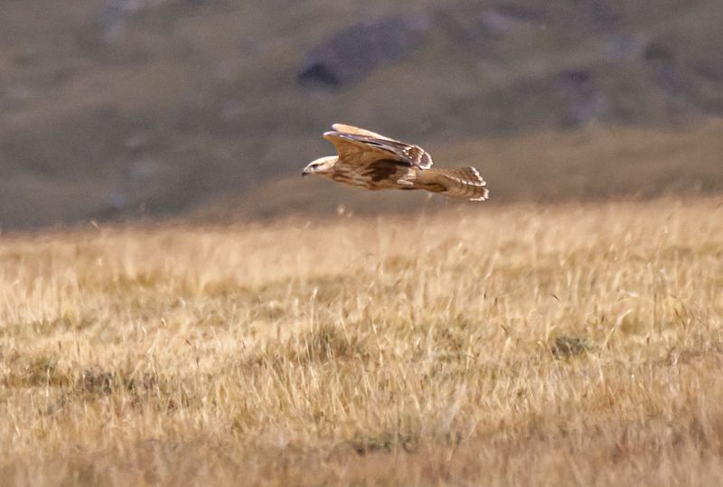 северное приэльбрусье. птицы, зимняк Зимнякphoto preview