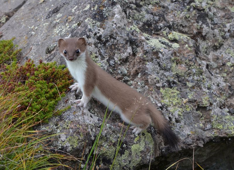 северное приэльбрусье. горностай. животные Горностайphoto preview