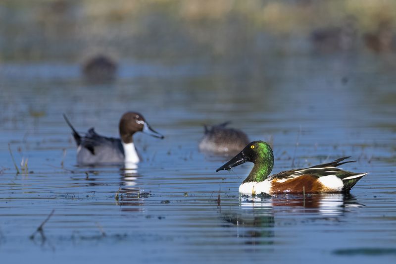 #birdphotography	 #birdsofinstagram	 #wildlifephotography	 #birds	 #naturephotography	 #bird	 #nature	 #wildlife	 #photography	 #birdwatching	 #natgeo	 #photooftheday	 #nikon	 #birding	 #naturelovers	 #canon	 #animals	 #birdlovers	 #travel	 #love	 #bestbi  фото превью