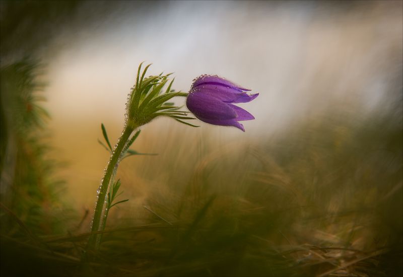 Сказочные сны...photo preview