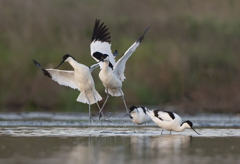Шилоклювкиphoto preview