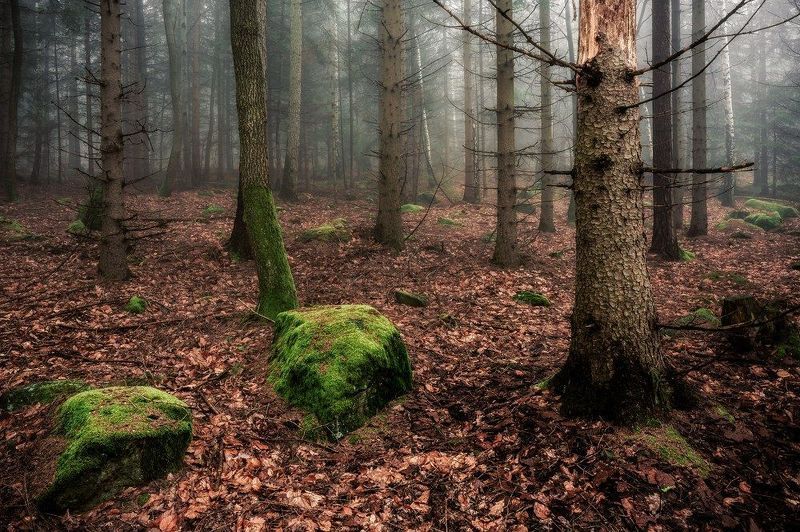 forest, fog, tree, mysterious, spring, light, rain Mystical forestphoto preview