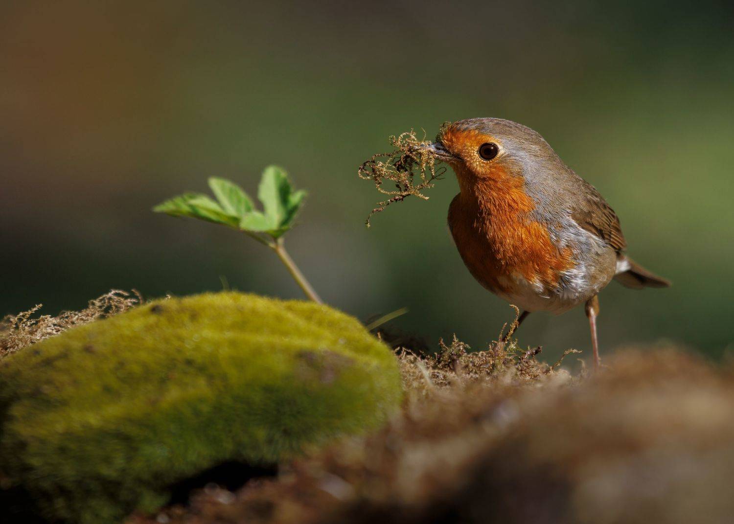 , Марат Кучкаев