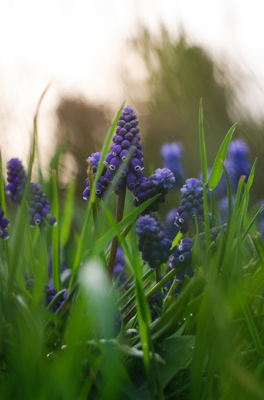 мускари, весенние цветы, цветы, растения Мускари фото превью