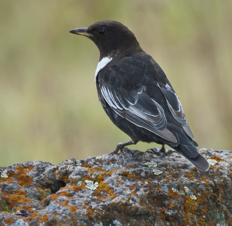 северное приэльбрусье. птицы, белозобый дрозд Белозобый дроздphoto preview