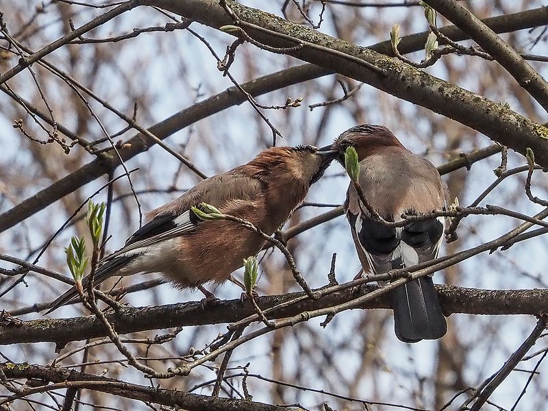 весенний поцелуйphoto preview
