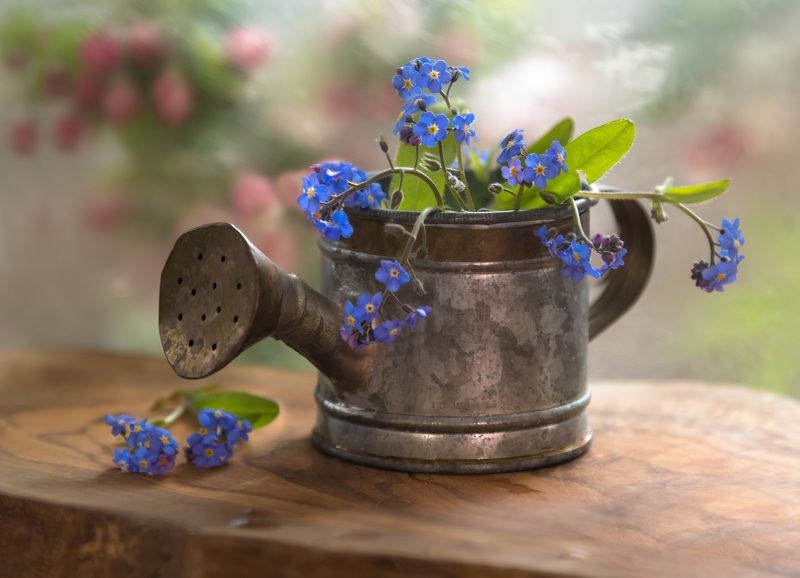 натюрморт,незабудки,лейка,декор,весна,макро,цветы,флора,листья,яблоня,лепестки, Не забуду никогда...photo preview
