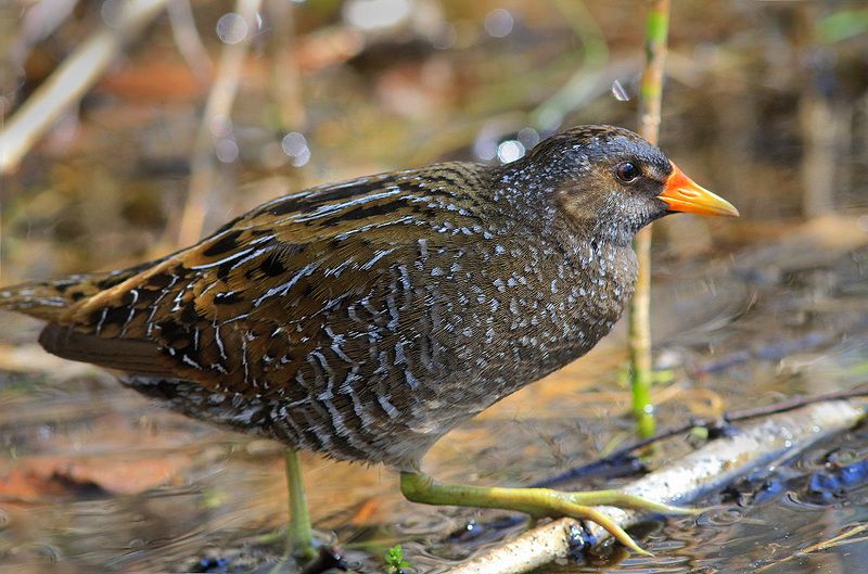 Погонышphoto preview