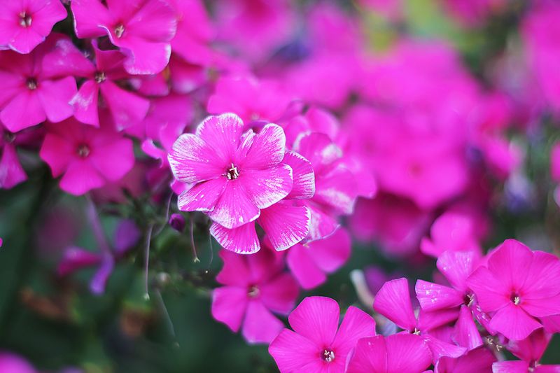 цветы, флоксы, лето флоксыphoto preview