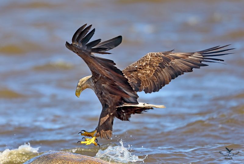 орлан белохвост. Посадка.photo preview