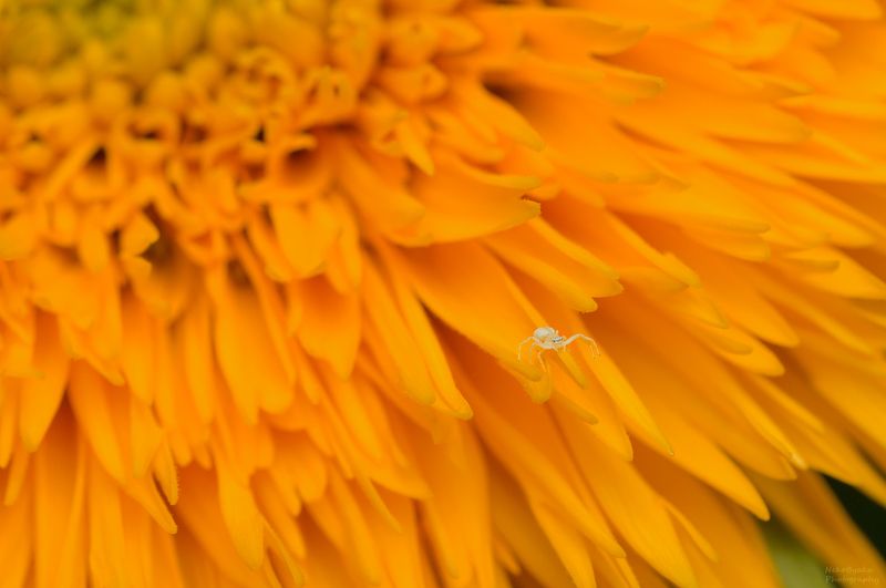 макро, природа, пауки, бокоход, цветы, лето, подсолнух, macro, nature, spiders, flowers, summer, sunflower, Ловец солцаphoto preview