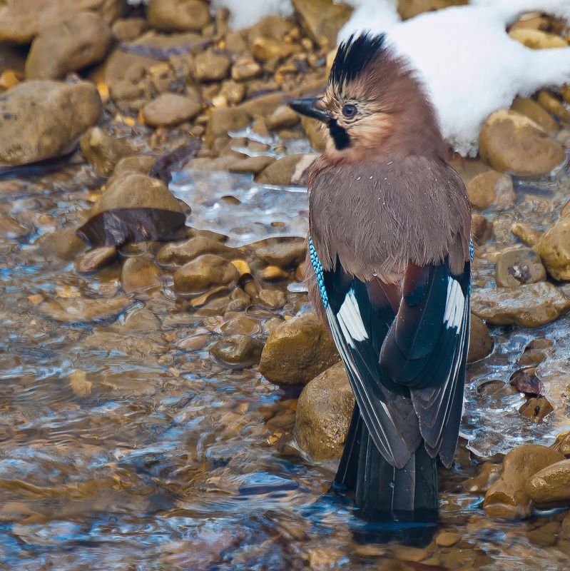 кисловодск, птицы, сойка Сойкаphoto preview