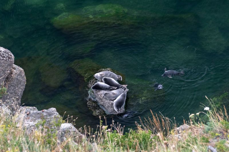 байкал, нерпы Лежбище нерпphoto preview