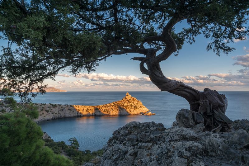 крым, новый свет, можжевельник, капчик Новосветский баян фото превью