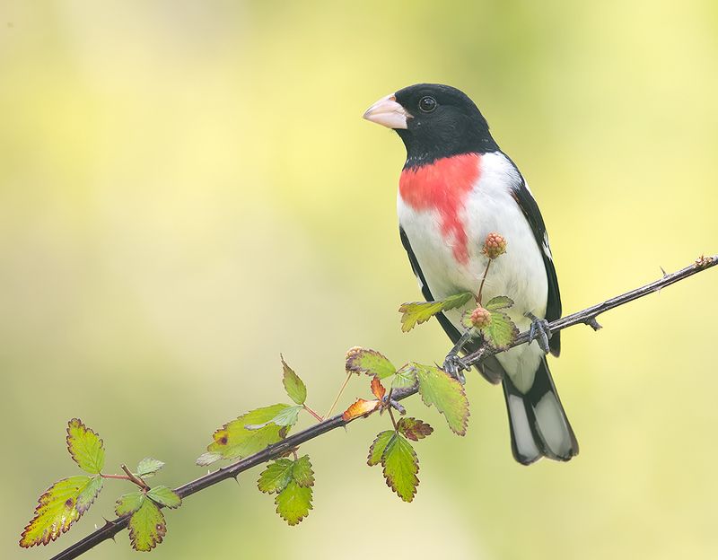 rose-breasted grosbeak, grosbeak, весна, cardinal, кардинал, весна Rose-breasted Grosbeak, male - Красногрудый дубоносовый кардиналphoto preview