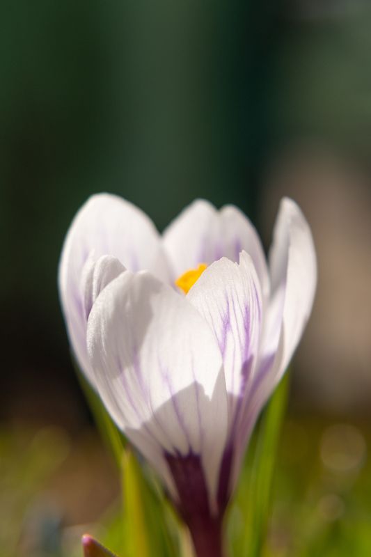 Цветы крокусы весна photo preview