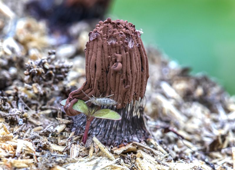 миксомицеты, стемонитис, коллембола, росток, stemonitis fusca Стемонитис и коллемболаphoto preview