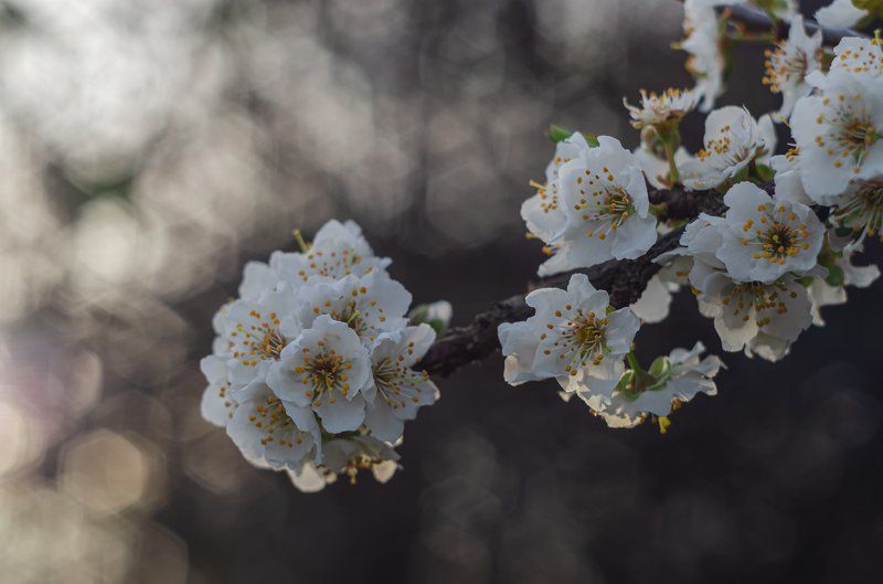 Цветущая ветвь, цветы, весенние цветы, цветущее дерево *** фото превью