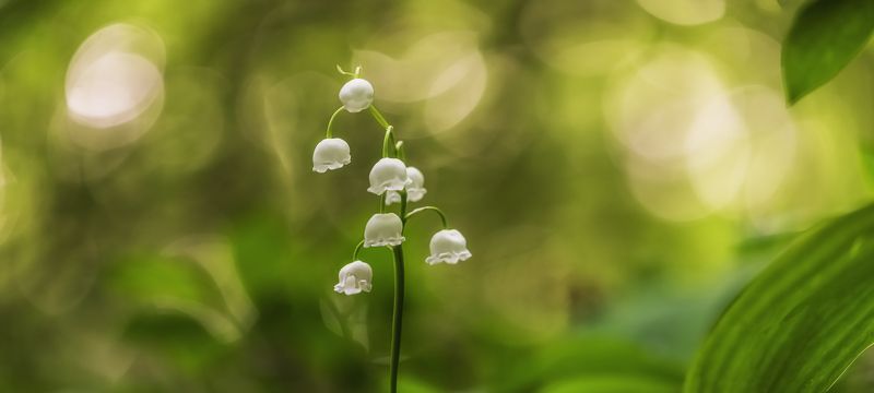 Один день в мире ландышейphoto preview