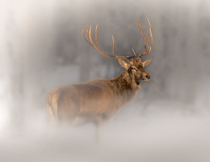 олень, фотоохота, красный бор, беларусь, photo hunting, krasny bor, belarus, нд, в лесах беларуси, туман, туманы, туманы нд Есть только миг...photo preview