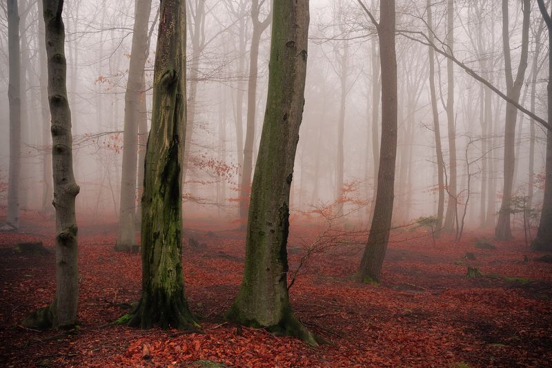 forest, fog, tree, mysterious, spring, light, rain, autumn, colorful Misty mysterious forestphoto preview